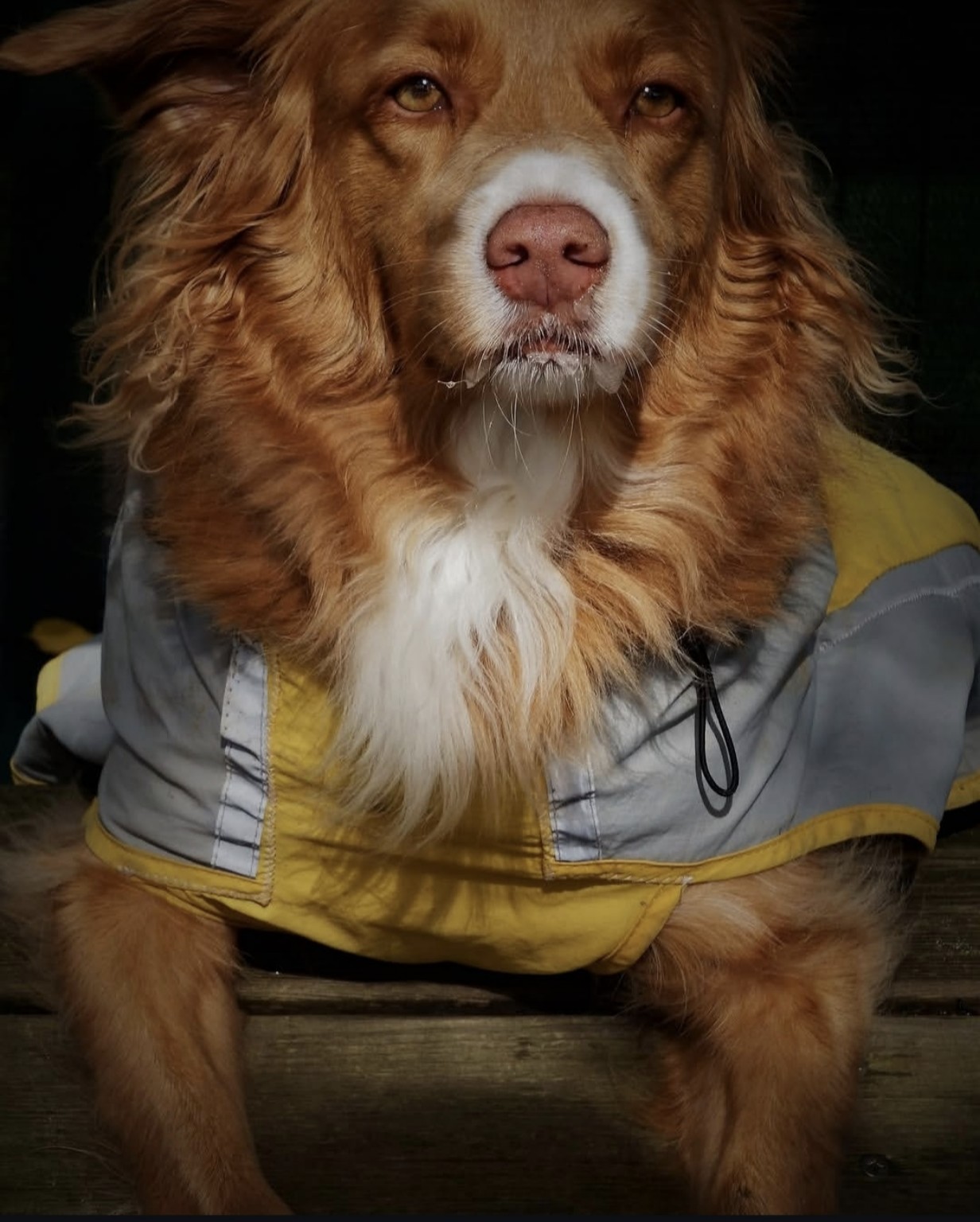 Dog portrait