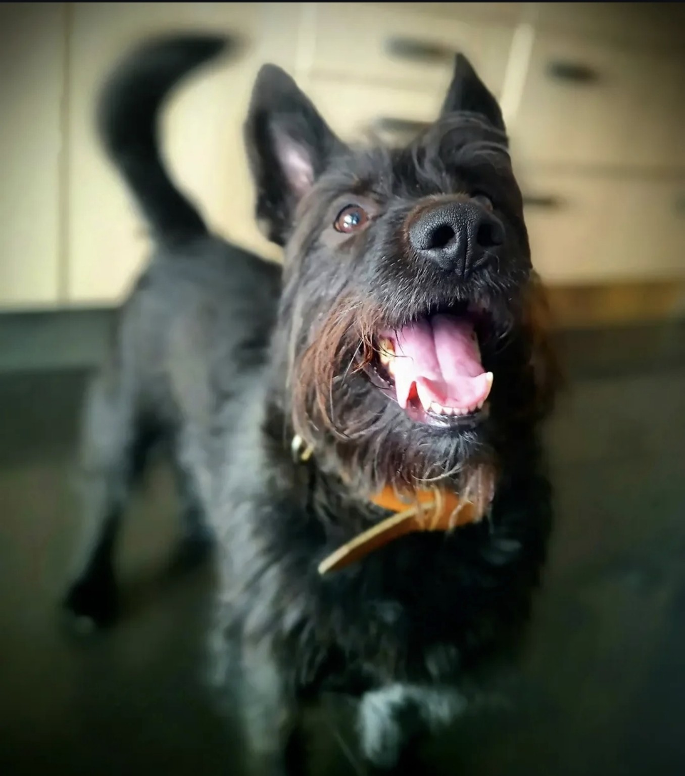 Happy black dog indoors