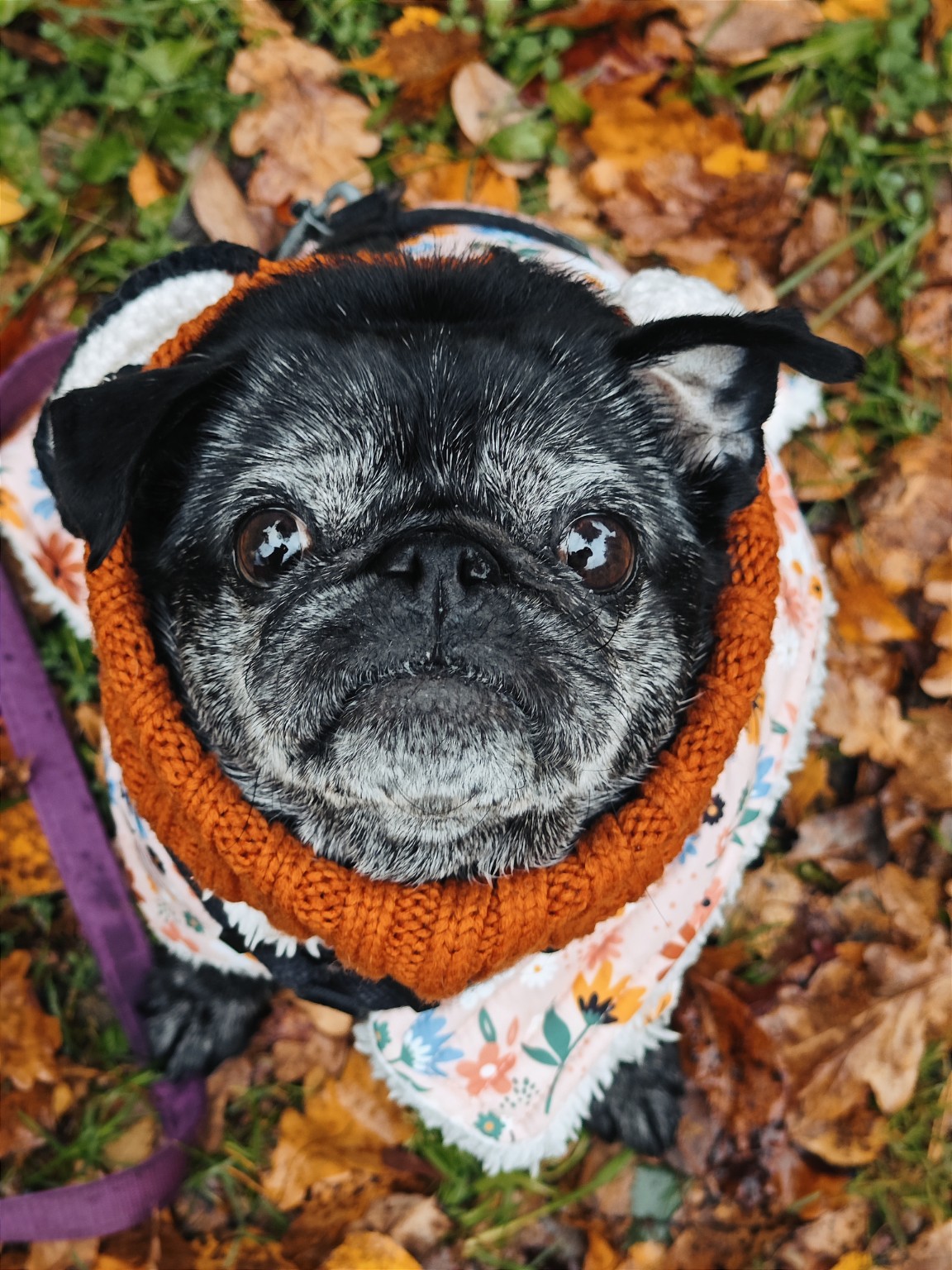 Nina, a black pug wearing an orange scarf among autumn leaves