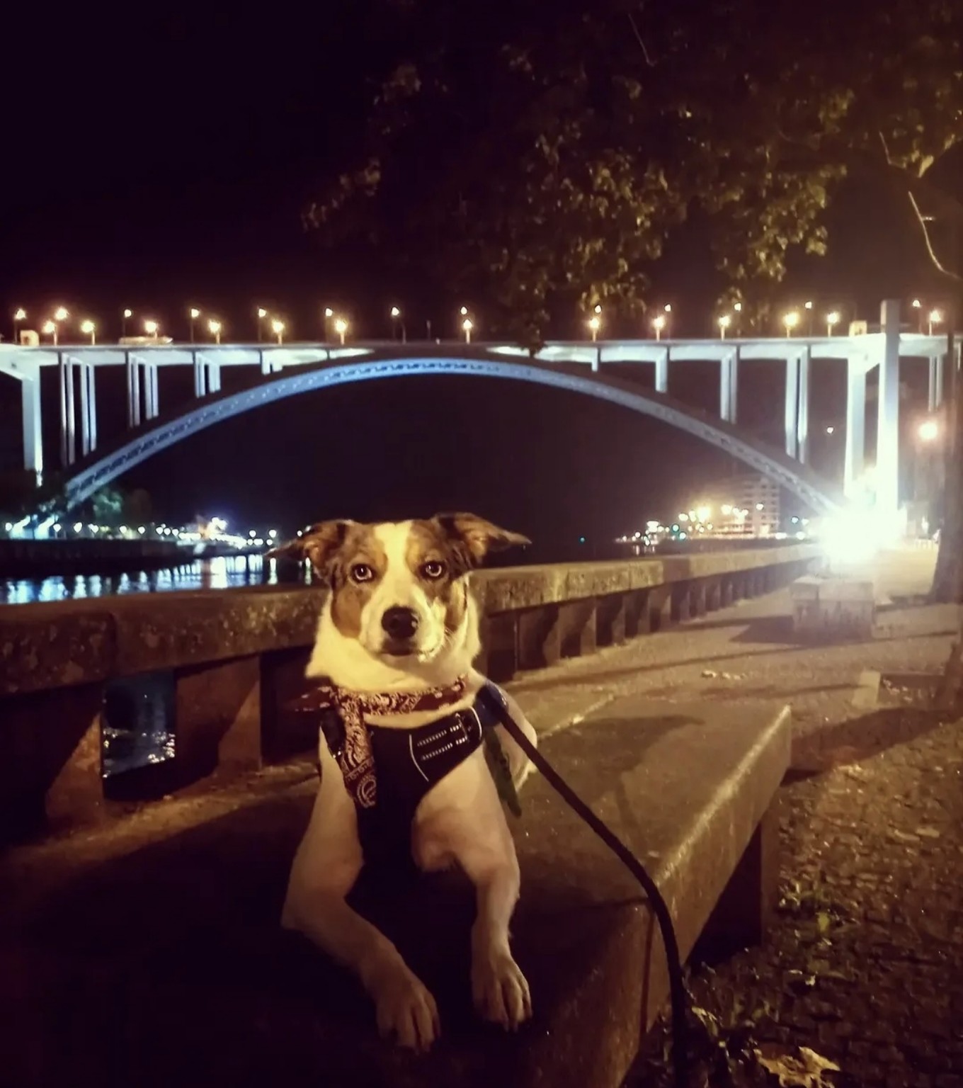 Zoey in Porto